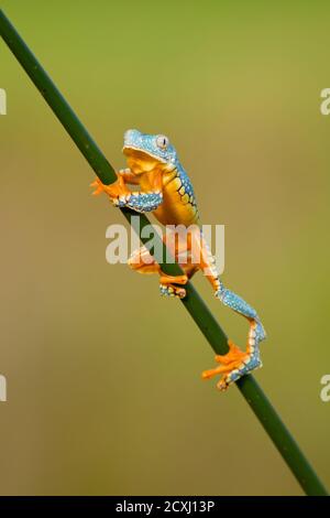 Cruziohyla craspedopus, la grenouille à feuilles franchies ou la grenouille à arbres à franges, est une espèce de grenouille de la famille des Phyllomedusidae Banque D'Images