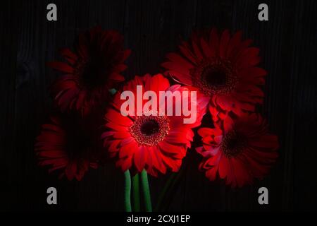 Photo de fleurs de Gerbera rouge shinny dans le noir Banque D'Images