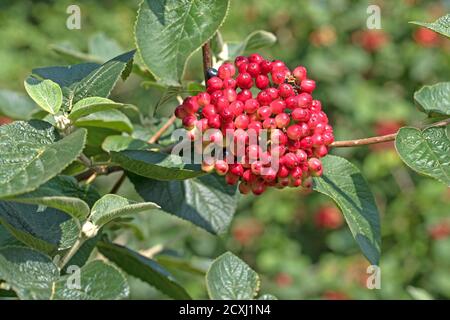 Fruits de la boule de neige laineux, Viburnum lantana Banque D'Images