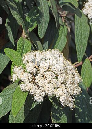 Boule de neige laineux, Viburnum lantana, fleurit en gros plan Banque D'Images