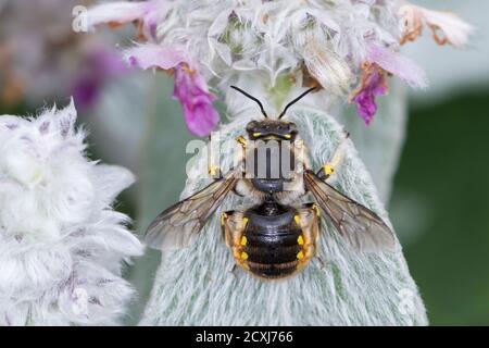 Garten-Wollbiene, Große Wollbiene, Gartenwolviene, Europäische Wollbiene, Männchen an Woll-Zest, Wollziest (Stachys byzantina), Anthidium manucatum, Banque D'Images