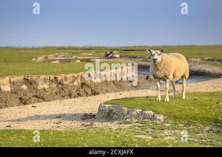 Marécages marécageux avec système de drainage naturel sur l'île des wadden d'Ameland, en Frise, aux Pays-Bas Banque D'Images