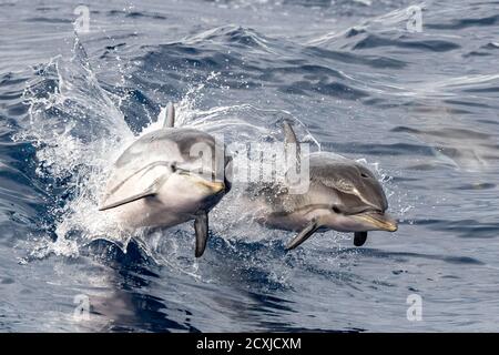 bébé heureux dauphin rayé sautant à l'extérieur de la mer au coucher du soleil avec mère Banque D'Images