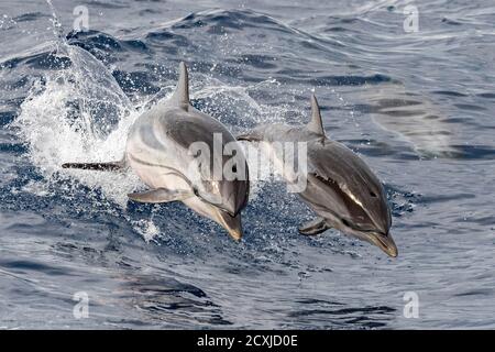 bébé heureux dauphin rayé sautant à l'extérieur de la mer au coucher du soleil avec mère Banque D'Images