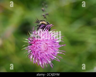 beaucoup de mouches et d'abeilles sur la fleur de cardoon gros plan Banque D'Images