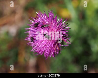 beaucoup de mouches sur la fleur de cardoon gros plan Banque D'Images