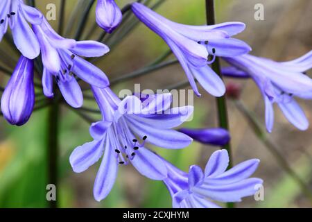 Agapanthus blue flowers Banque D'Images