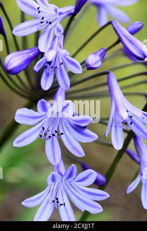 Agapanthus blue flowers Banque D'Images