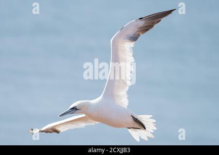 Un seul gantet blanc et jaune qui glisse à travers le ciel bleu. L'oiseau de mer volant sauvage a des extrémités d'aile noires. Gros plan et détails Banque D'Images