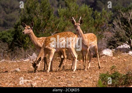 Troupeau de cerfs de Virginie (Dama mésopotamica) Photographié en Israël forêt de Carmel c'est un noyau de lecture dans le processus de réintroduction Banque D'Images