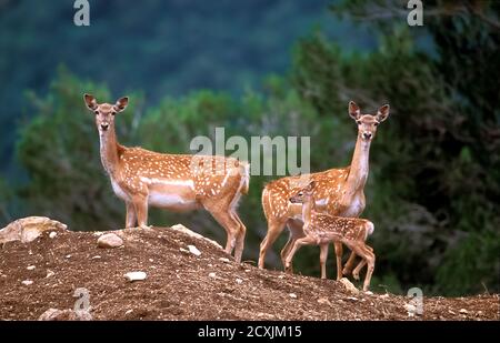 Troupeau de cerfs de Virginie (Dama mésopotamica) Photographié en Israël forêt de Carmel c'est un noyau de lecture dans le processus de réintroduction Banque D'Images