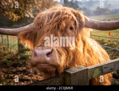 Une vache des Highlands au Bretton Hall Estate, qui fait partie du Yorkshire Sculpture Park près de Wakefield, Yorkshire, Royaume-Uni Banque D'Images