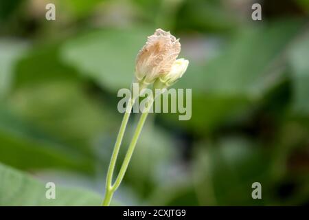 Des paires de fleurs de citrouille grandissantes Banque D'Images