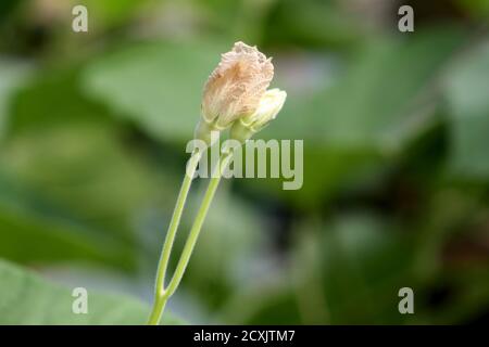 Des paires de fleurs de citrouille grandissantes Banque D'Images