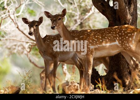 Troupeau de cerfs de Virginie (Dama mésopotamica) Photographié en Israël forêt de Carmel c'est un noyau de lecture dans le processus de réintroduction Banque D'Images