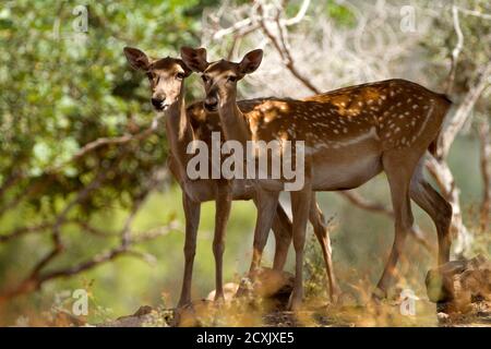 Troupeau de cerfs de Virginie (Dama mésopotamica) Photographié en Israël forêt de Carmel c'est un noyau de lecture dans le processus de réintroduction Banque D'Images