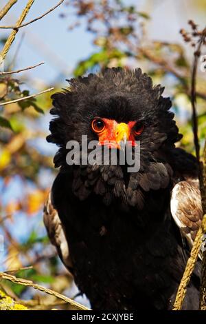 Aigle bateleur, terathopius ecaudatus, Portrait d'adulte Banque D'Images