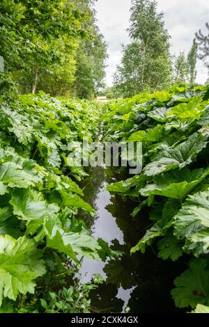 Westonbury Mill Water Gardens, Pembridge, Herefordshire, Royaume-Uni Banque D'Images