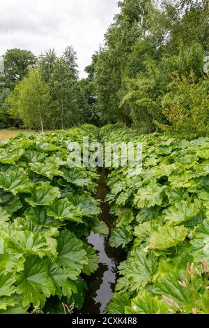 Westonbury Mill Water Gardens, Pembridge, Herefordshire, Royaume-Uni Banque D'Images