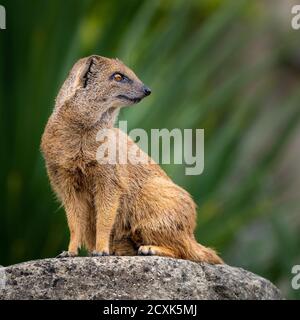 Yellow Mongoose (Cynictis penicillata), réserve d'animaux, Royaume-Uni Banque D'Images