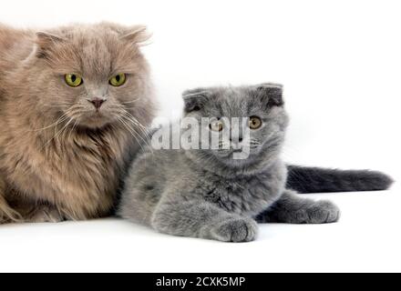 L lilas Highland Fold ou lilas Longhair Scottish Fold soi chat domestique, femme et Scottish Fold bleu chaton de 2 mois Banque D'Images