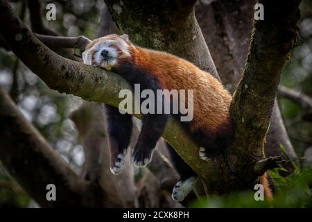 Red Panda (Ailurus fulgens) Sleeping in Tree, Wildlife Park, Royaume-Uni Banque D'Images