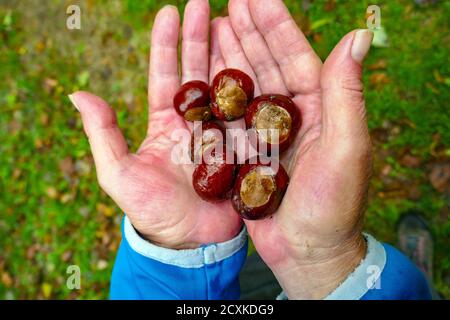 Une poignée de châtaignes brunes et brillantes, conkers, à l'arrivée de l'automne, Ariège, France Banque D'Images