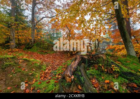 hêtre dans un feuillage coloré. paysage de forêt brumeux. feuillage coloré. arrière-plan de la nature Banque D'Images