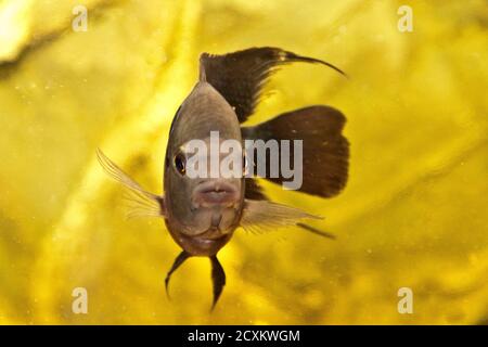 Corne de fleur mâle cichlid africain aquarium de poissons Banque D'Images