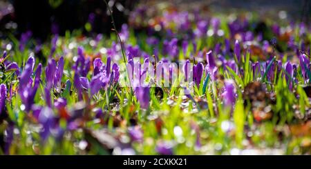 les fleurs de crocus se rapprochent de la glade de la forêt. magnifique paysage de la nature par une journée ensoleillée Banque D'Images