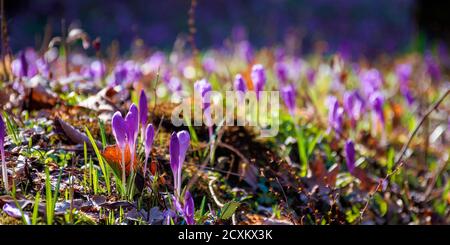 les fleurs de crocus se rapprochent de la glade de la forêt. magnifique paysage de la nature par une journée ensoleillée Banque D'Images