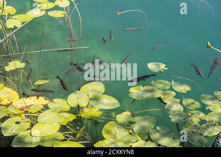 SIBENIK, CROATIE - 2017 AOÛT 18. Pêchez à l'intérieur de la rivière dans le parc national de la rivière Krka en Croatie. Banque D'Images