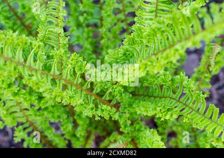 Fougère mâle squameuse - Dryopteris affinis 'Cristata angustata'. Vue de dessus. Mise au point sélective. Banque D'Images