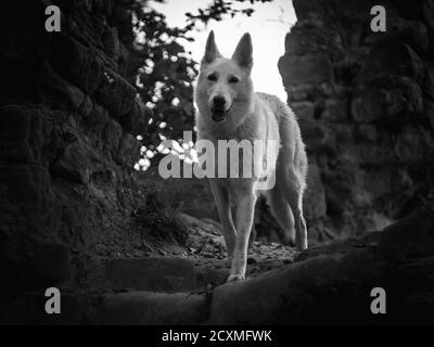 Portrait du loup blanc sauvage à l'intérieur des ruines du vieux fort. Banque D'Images