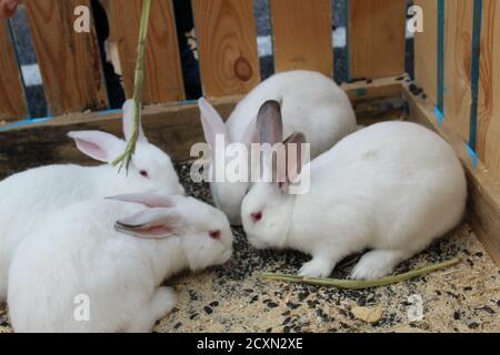 trois ou quatre lapins blancs ou tachetés sont assis une cage en bois manger Banque D'Images