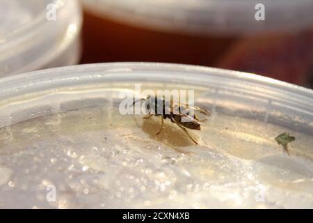 une abeille ou une guêpe se trouve sur le couvercle d'un Pot de miel le jour d'été ensoleillé Banque D'Images