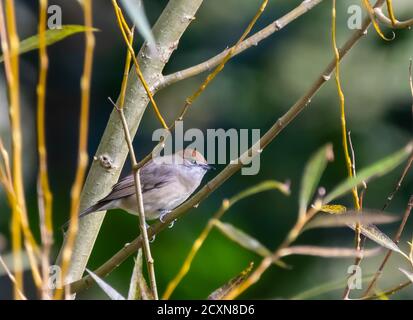 Femelle adulte Blackcap (Sylvia atricapilla), petit oiseau perché sur une branche en automne à West Sussex, Angleterre, Royaume-Uni. Banque D'Images