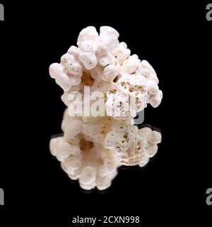 Algues de Rhodolith, connues sous le nom de pop-corn, de la plage de Caleta de Famara, Lanzarote Banque D'Images