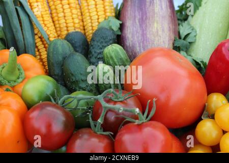 nourriture fond légumes tomates rouge jaune concombres vert carottes orange maïs pommes de terre betteraves chou Banque D'Images