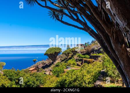 Le sentier Las Tricias et ses magnifiques arbres de dragon dans le au nord de l'île de la Palma Banque D'Images