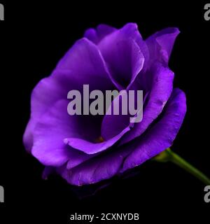 Tige ramifiée de lisianthus violet foncé isolée sur le noir arrière-plan Banque D'Images