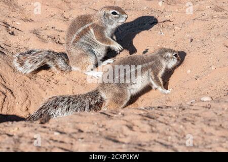 Deux écureuils du cap, Xerus inauris, dans l'aride Kgalagadi Banque D'Images