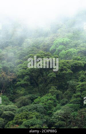 Forêt nuageuse de Monteverde Costa Rica Forêt tropicale nuageux jungle colline humide mousse humide arbres couverts brouillard Banque D'Images