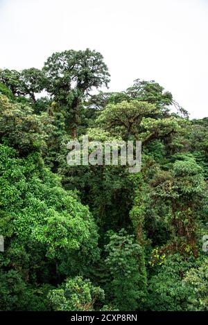 Forêt nuageuse de Monteverde Costa Rica Forêt tropicale nuageux jungle humide arbres couverts de mousse Banque D'Images