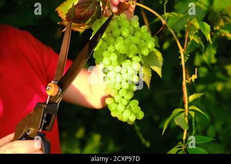 Une femme coupe des ciseaux de raisin dans un vignoble parmi les arbres à vin Banque D'Images