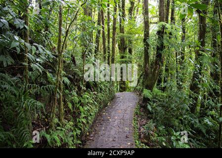 Forêt nuageuse de Monteverde, Costa Rica, sentier couvert de la jungle à travers la forêt tropicale humide et verte surcultivée Banque D'Images