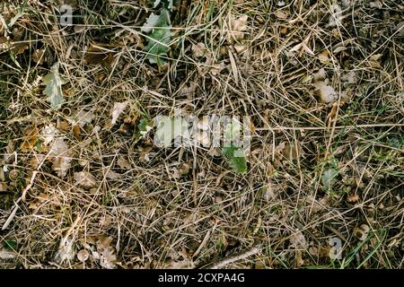 Glands et feuilles de chêne sur l'herbe sèche d'automne. Banque D'Images