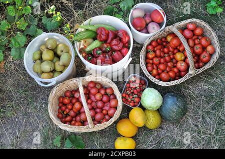 fruits et légumes biologiques mûrs fraîchement récoltés dans le potager, vue directement en dessous Banque D'Images