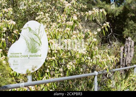 Les terres humides de White's Creek détournent le ruissellement des eaux pluviales vers les plantes indigènes les étangs qui captent l'excès d'azote et fournissent un habitat pour faune locale Banque D'Images