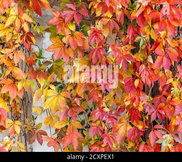 Des feuilles de raisin de jeune fille colorées et vives le long du mur. Arrière-plan de l'automne. Banque D'Images